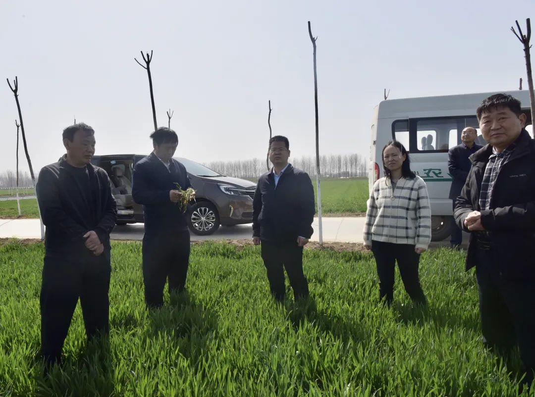 省农业农村厅副厅长王俊忠一行到平舆县调研春季小麦长势情况