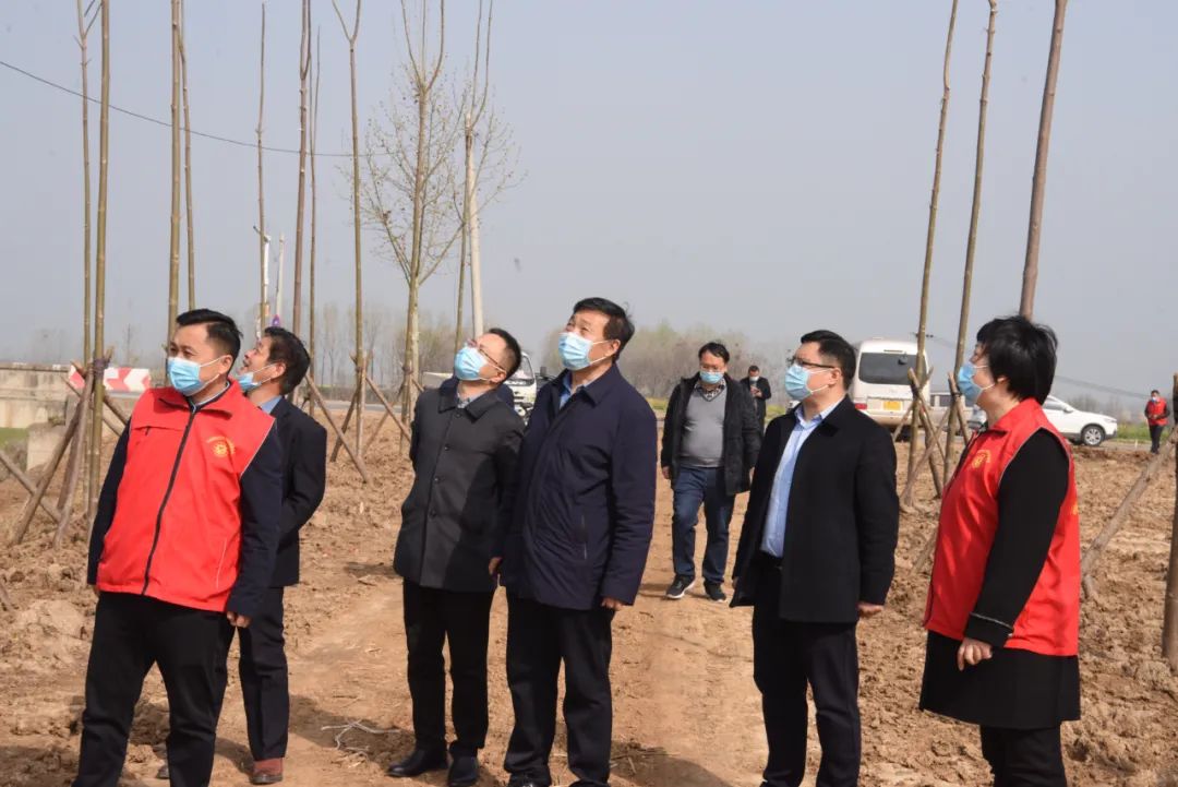 平舆县委副书记、县长刘飞调研国家储备林项目建设情况